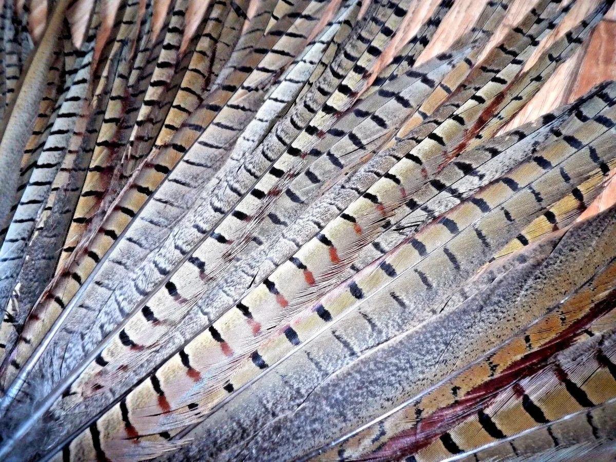 Pheasant Tail Feathers Cat Toys Fly Tying Millinery Trimming Arts Crafts x50