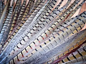 Pheasant Tail Feathers Cat Toys Fly Tying Millinery Trimming Arts Crafts x50